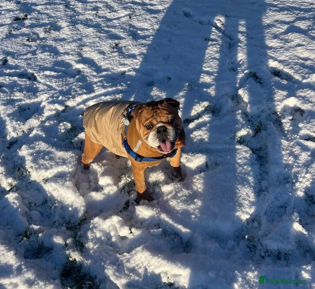 English Bulldog dogs for stud: KC health tested standard red male  - Advert 14