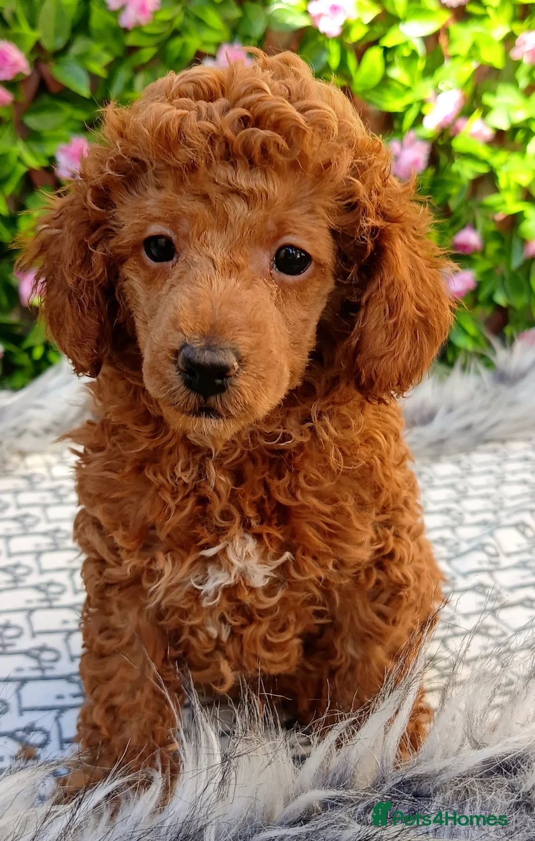 Toy Poodle dogs for sale: QUALITY MALE KC REG READY NOW - Advert 1