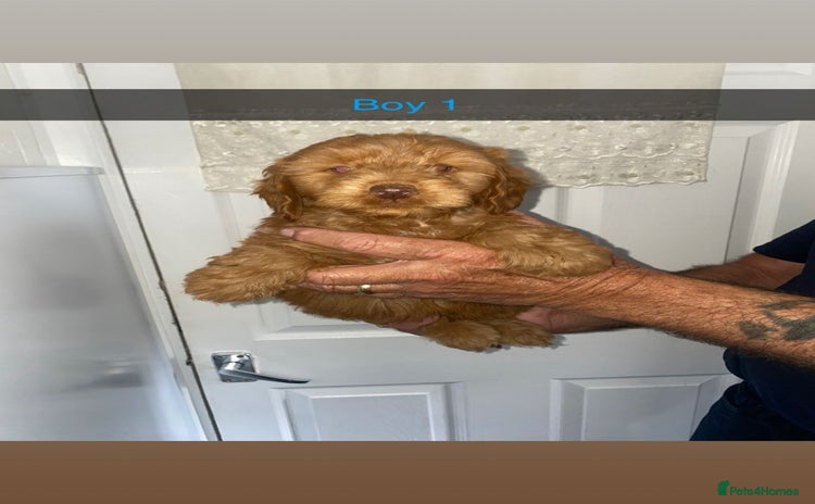 Cockapoo dogs - Advert 7
