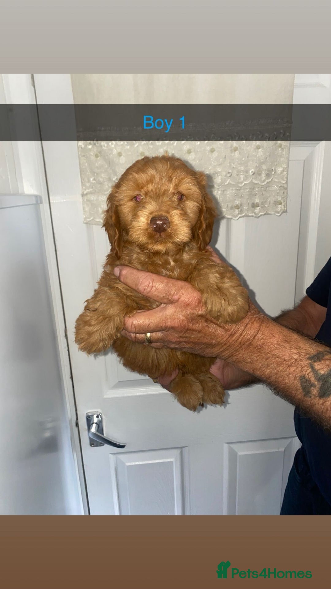 Cockapoo dogs for sale: cockapoo pups - Image 1