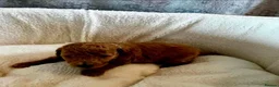 Toy Poodle dogs for sale: Beautiful Toy Poodle Puppies in Birmingham - Advert 4