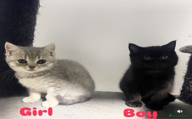 British Shorthair cats - Advert 13