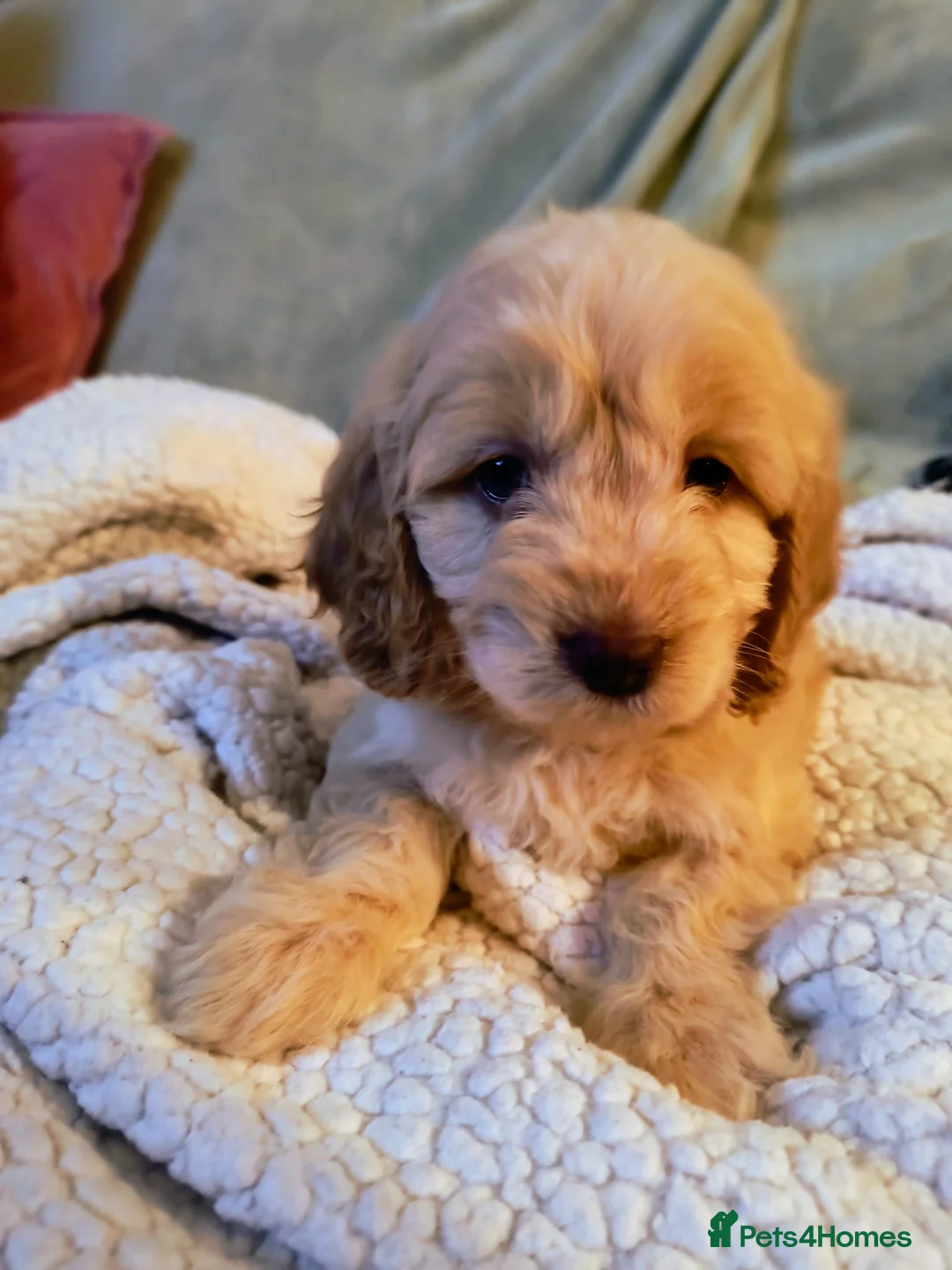 Cockapoo dogs for sale: Cockapoo - Advert 14