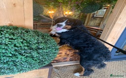 Bernedoodle dogs for sale: F1 Standard Bernedoodle Puppies LN8 - Image 24