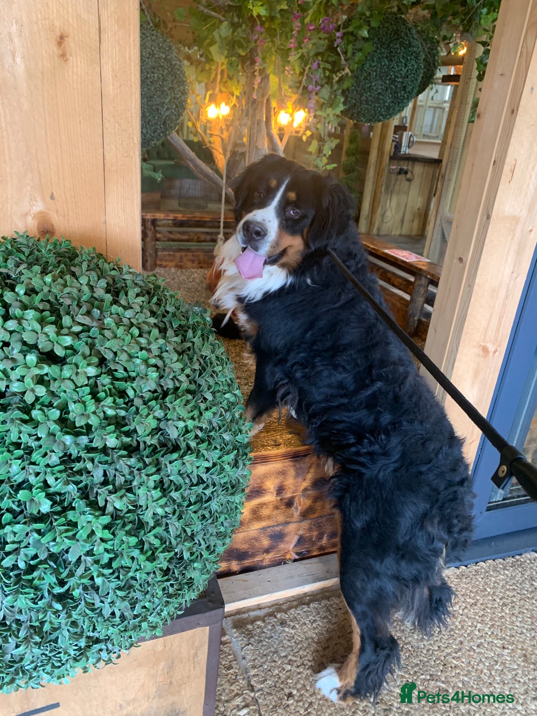 Bernedoodle dogs for sale: F1 Standard Bernedoodle Puppies LN8 - Image 24