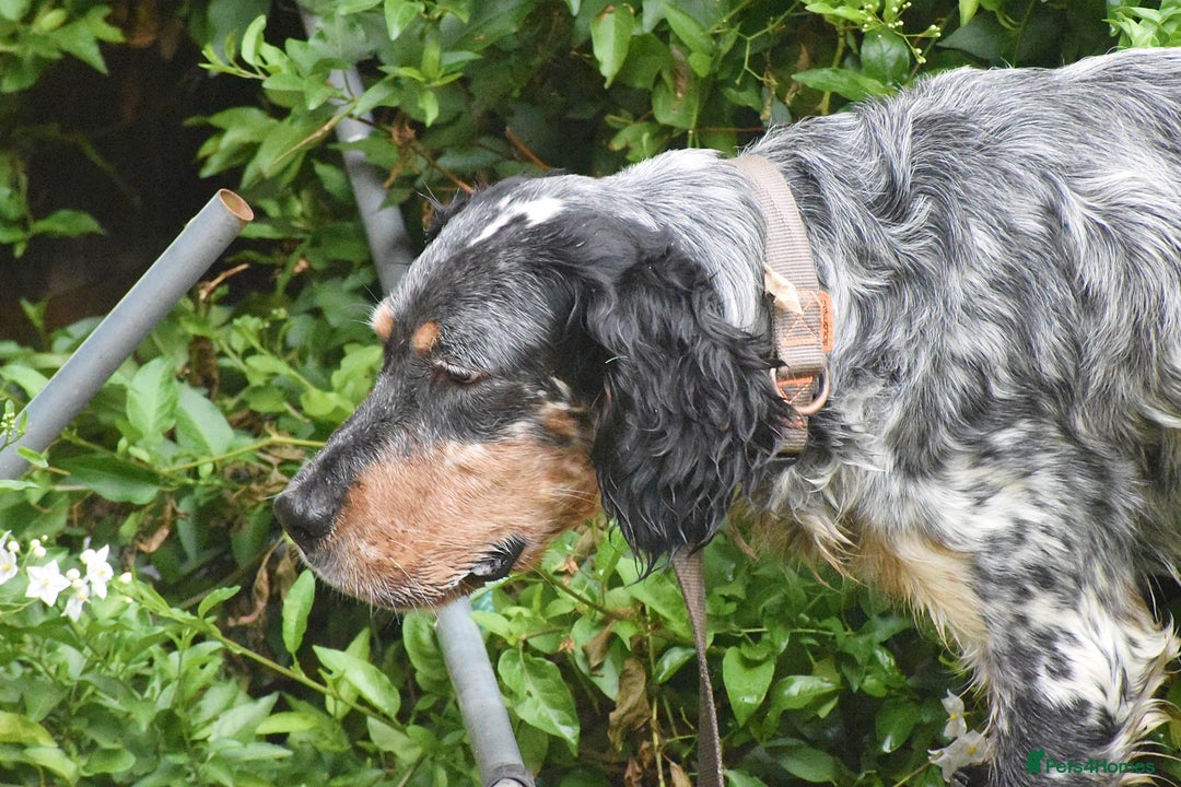 English Setter dogs for adoption: Hasgar - Image 2