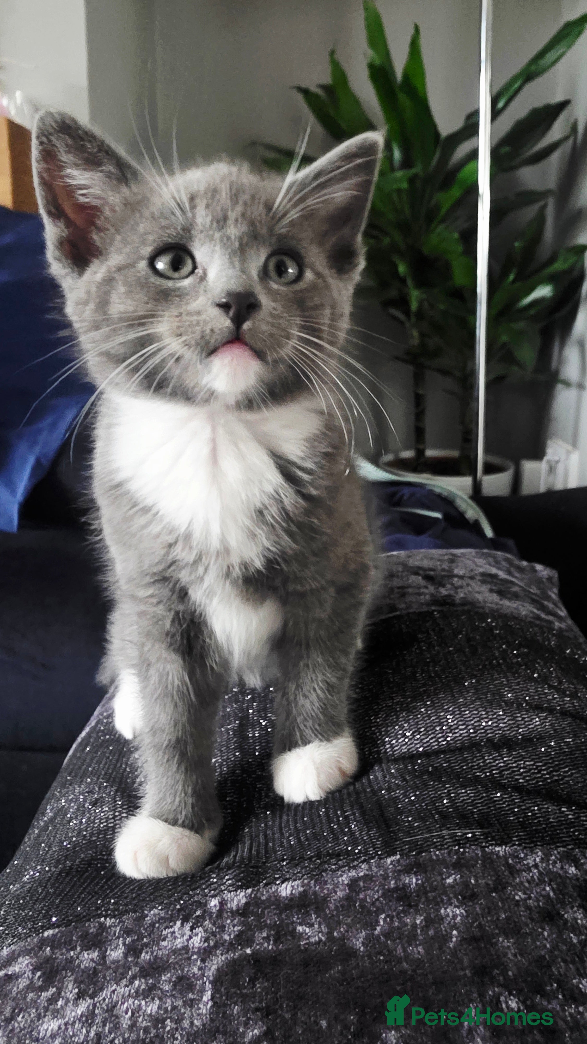Mixed Breed cats for sale: Beautiful 1 Boy 1 Girl (British xRagdoll Mix) - Advert 3