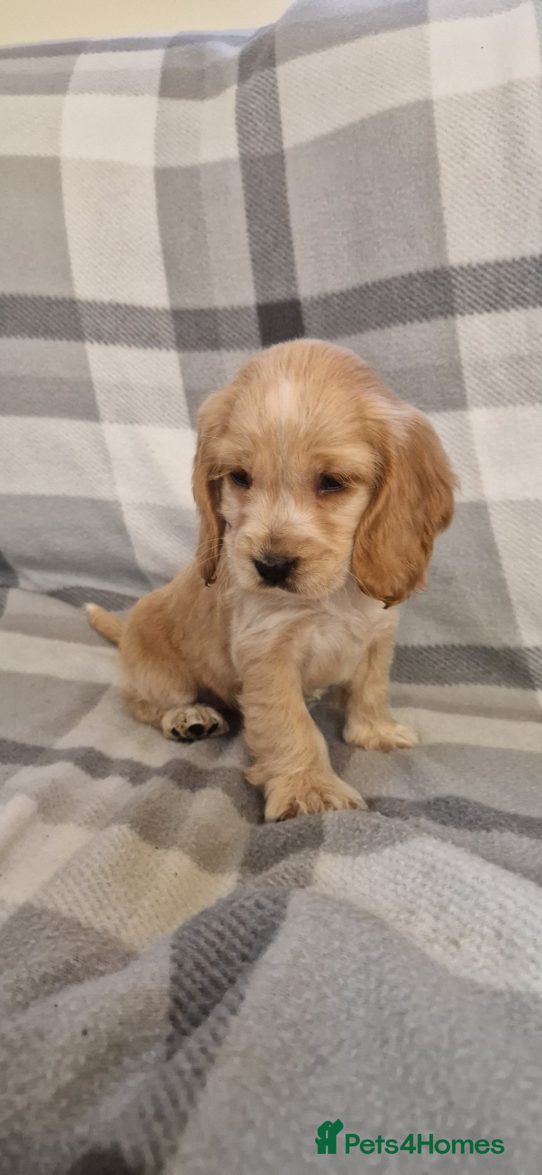 Cocker Spaniel dogs for sale: gorgeous cocker-spaniel puppies  - Advert 4