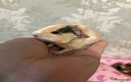 Guinea Pig rodents for sale: 3 female guinea pigs  - Image 5