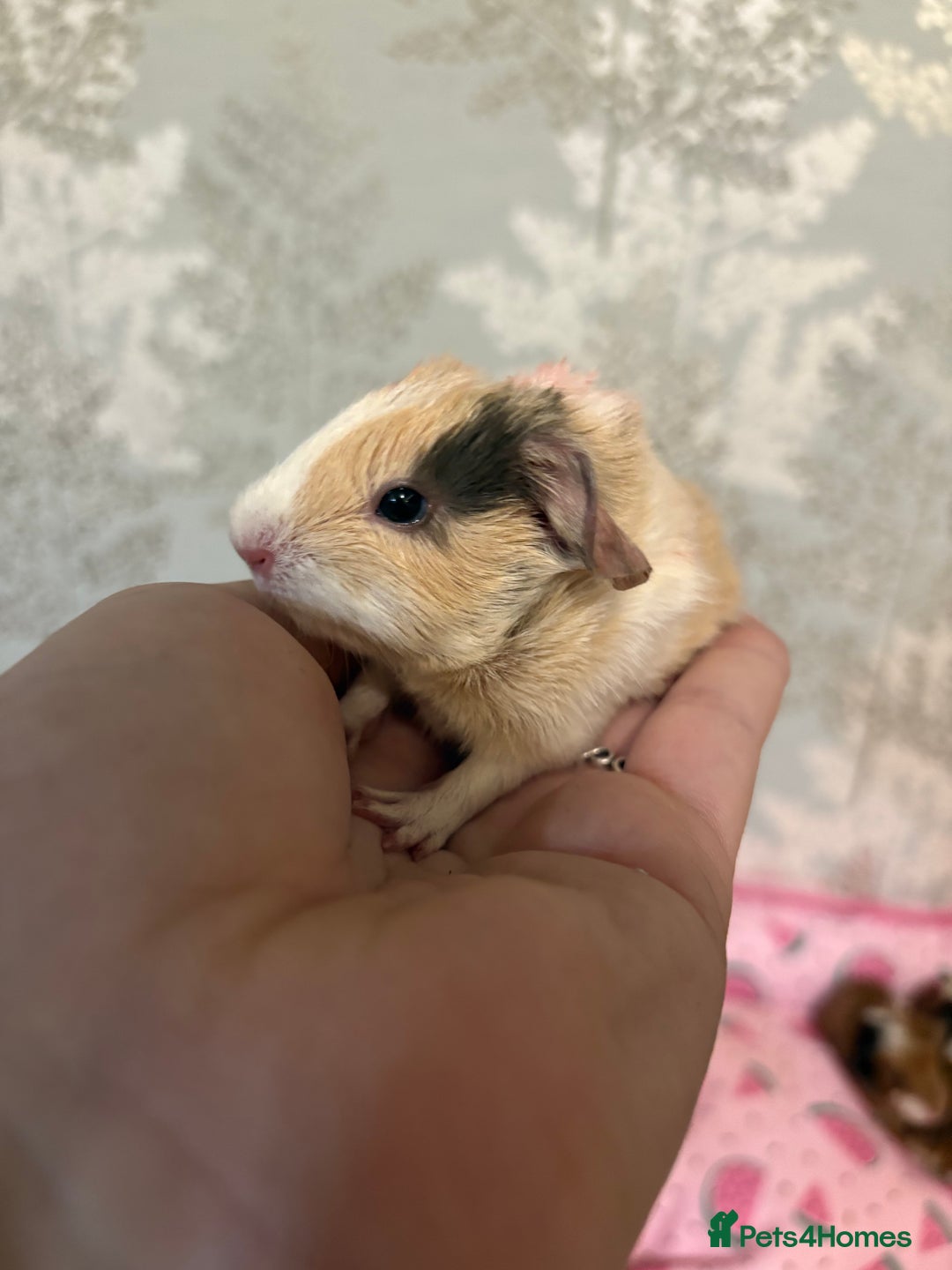 Guinea Pig rodents for sale: 3 female guinea pigs  - Image 5