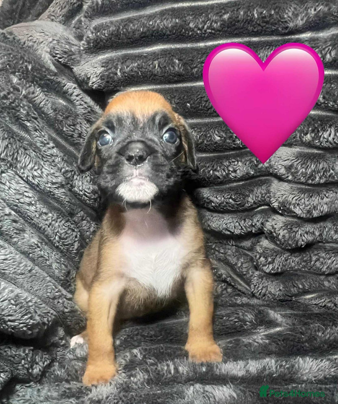 Boxer dogs for sale: Gorgeous litter of red and white boxers.  - Image 24
