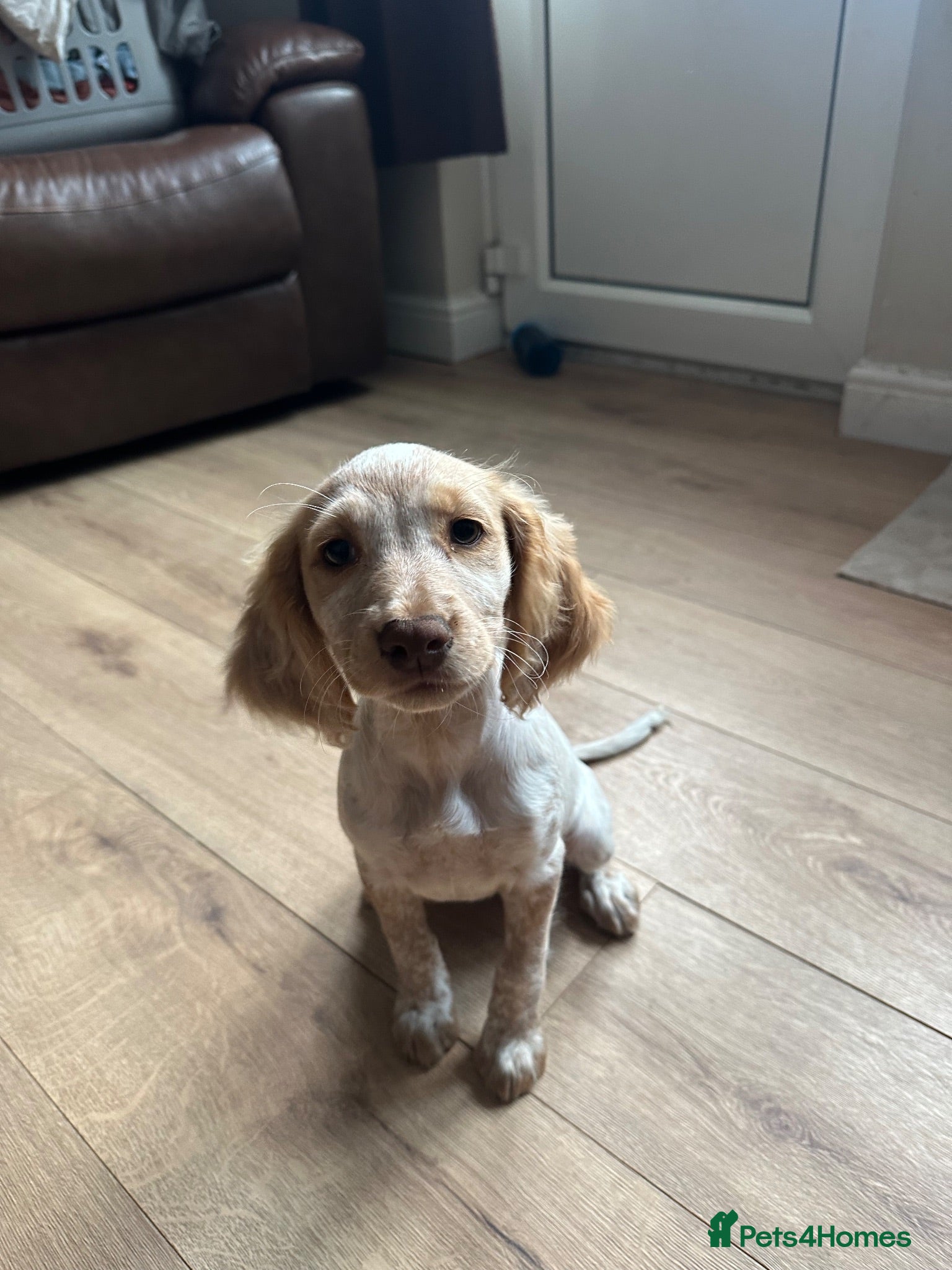 Cocker Spaniel dogs Working Cocker Spaniel Puppy - Advert 11