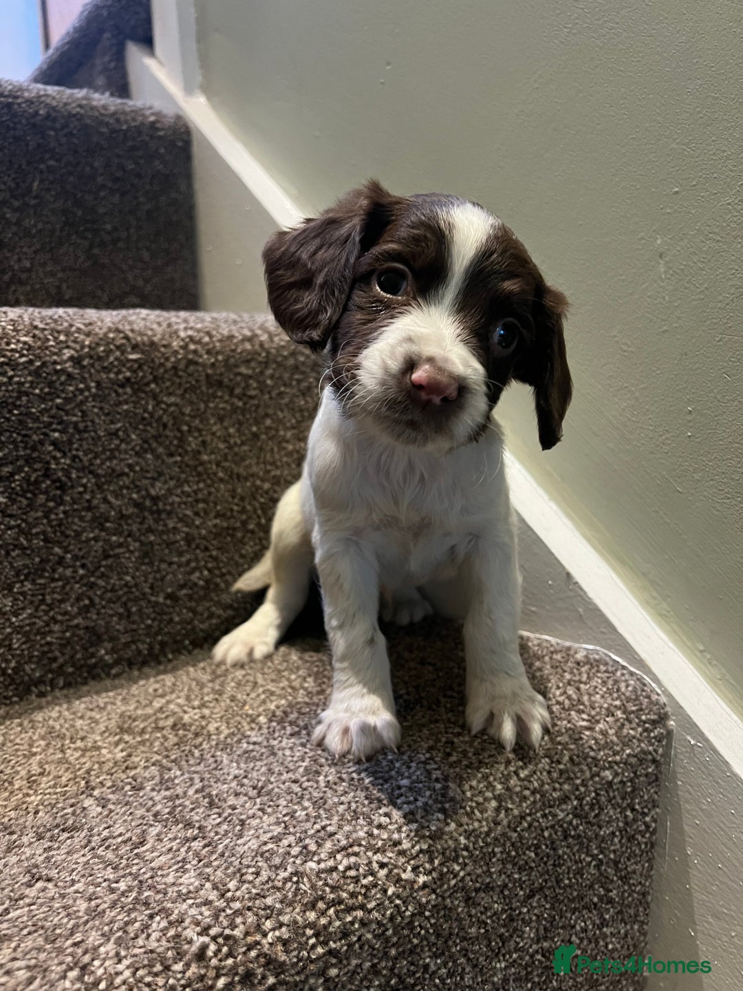 English Springer Spaniel dogs for sale: Lovely litter of puppies  - Advert 6