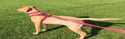 Labrador Retriever dogs for sale: Labrador Retriever Puppy - Advert 2
