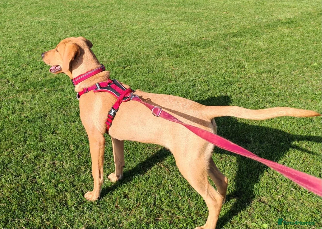 Labrador Retriever dogs for sale: Labrador Retriever Puppy - Advert 2