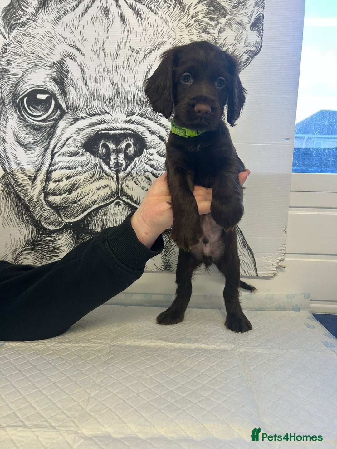 Sprocker dogs for sale: 2 girls 1 boy available - Advert 6