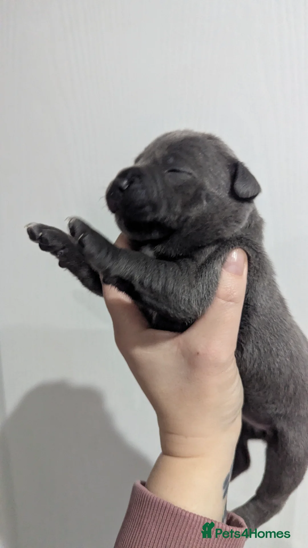 Staffordshire Bull Terrier dogs for sale: Beautiful KC reg Staffordshire bull terriers - Advert 22