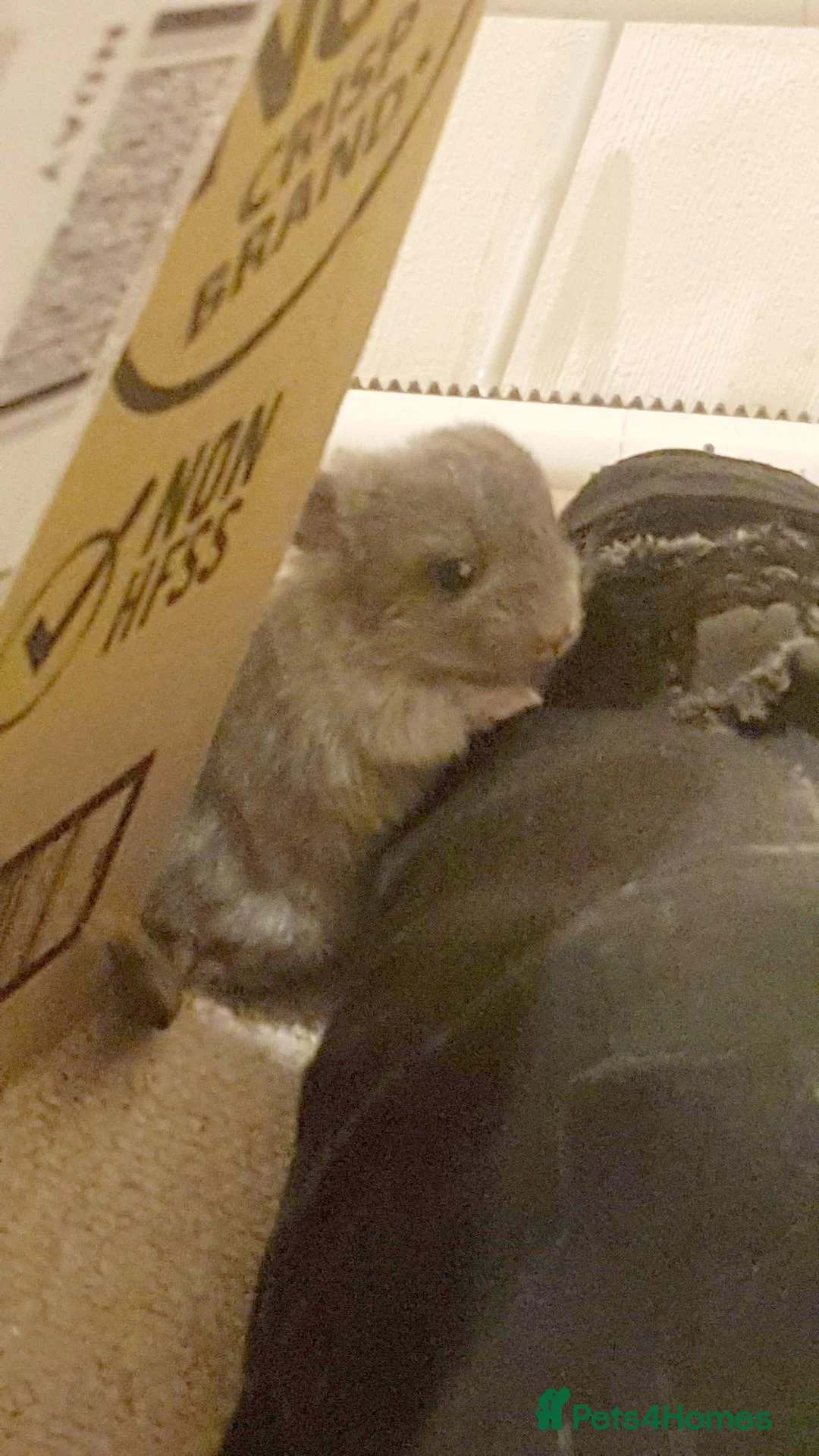 Chinchilla rodents for sale: Three Chinchilla Kits Looking for Loving Homes - Advert 2