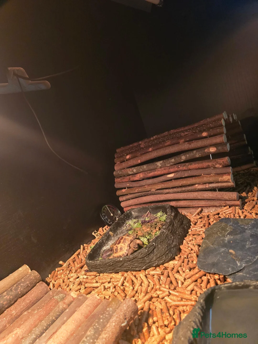 Hermann Tortoise reptiles for sale: Tortoise for sale  in Coventry - Advert 1