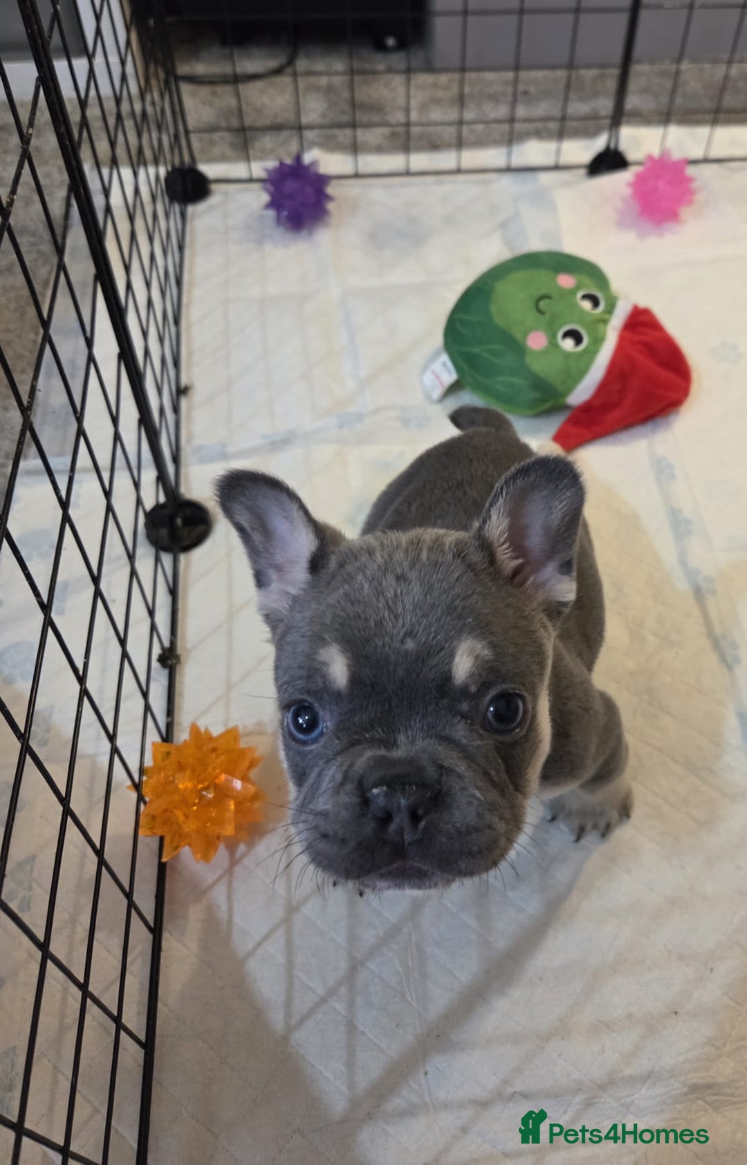French Bulldog dogs for sale: 3x beautiful girl french bulldog puppies  - Advert 6