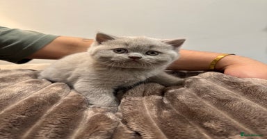 British Shorthair cats - Advert 6