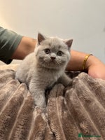 British Shorthair cats - Advert 2