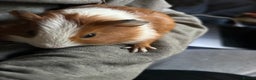 Guinea Pig rodents for sale: Beautiful Baby Guinea Pigs. - Advert 2