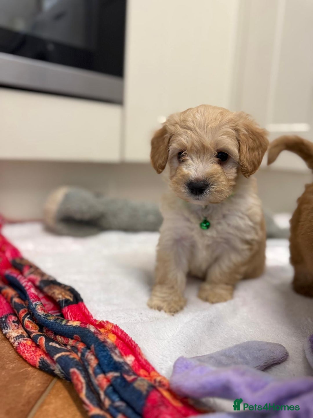 Cockapoo dogs for sale: Bred From Health Tested Parents - Advert 11