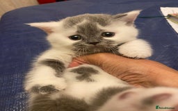 British Shorthair cats for sale: Show quality kittens direct IGrCh, GrCh & Ch lines - Image 10