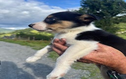 Border Collie dogs for sale: Mid Wales border collie pups  - Image 28