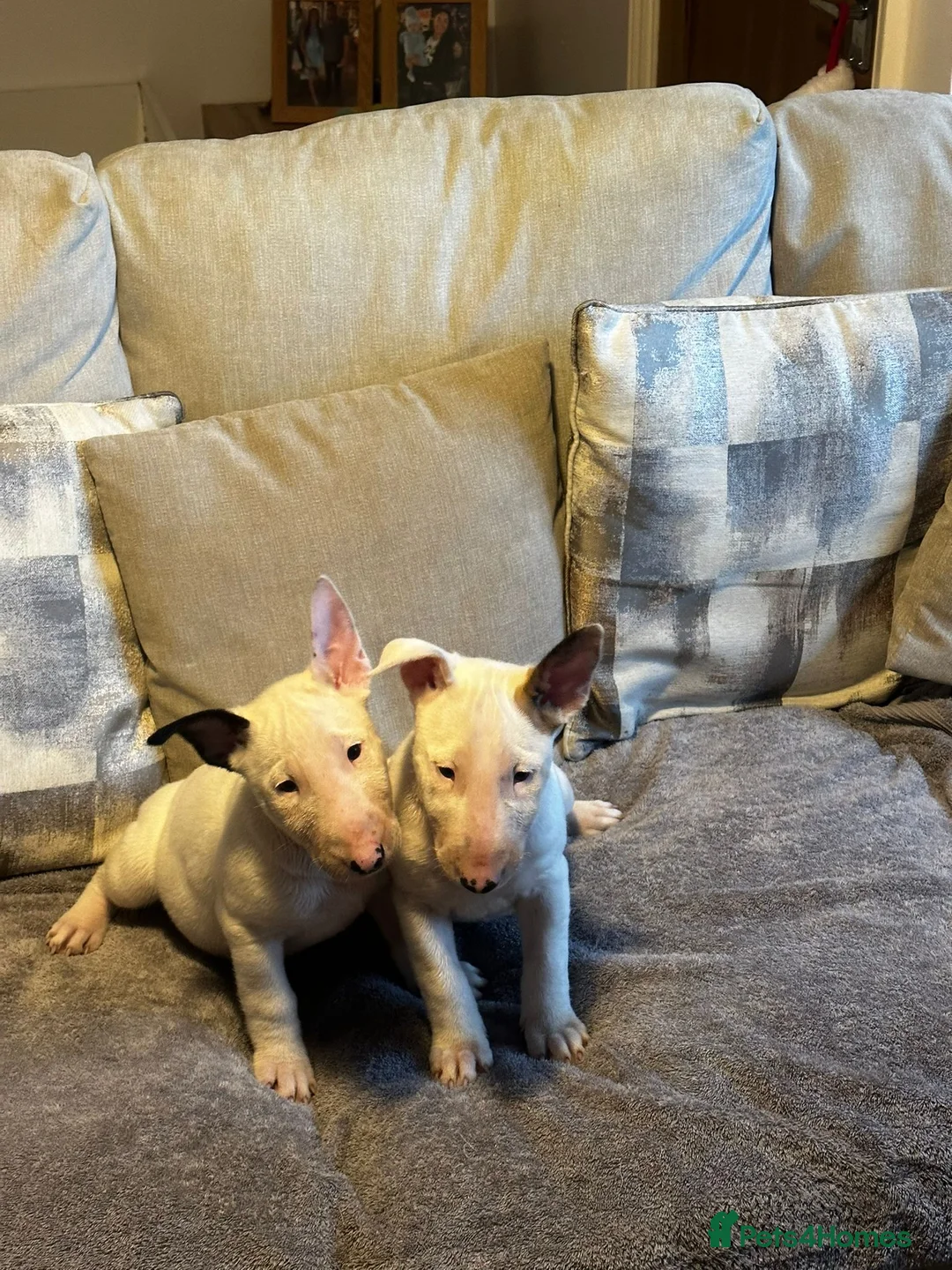 English Bull Terrier dogs for sale: English Bull terrier pups  - Advert 6