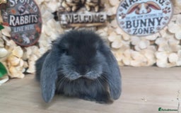 French Lop rabbits for sale: French lop babies - Image 6