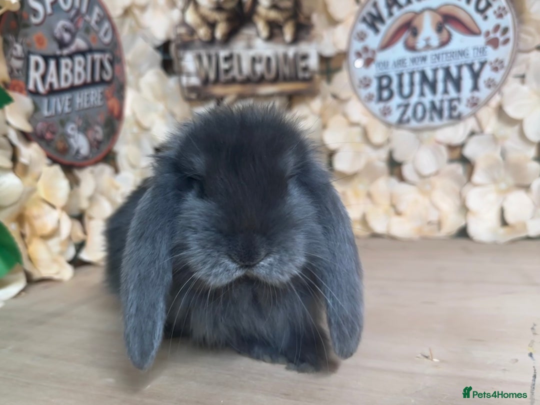 French Lop rabbits for sale: French lop babies - Image 6