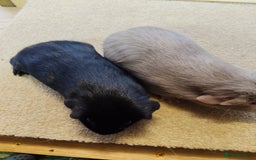 Guinea Pig rodents for sale: Guinea pigs for sale  - Image 4