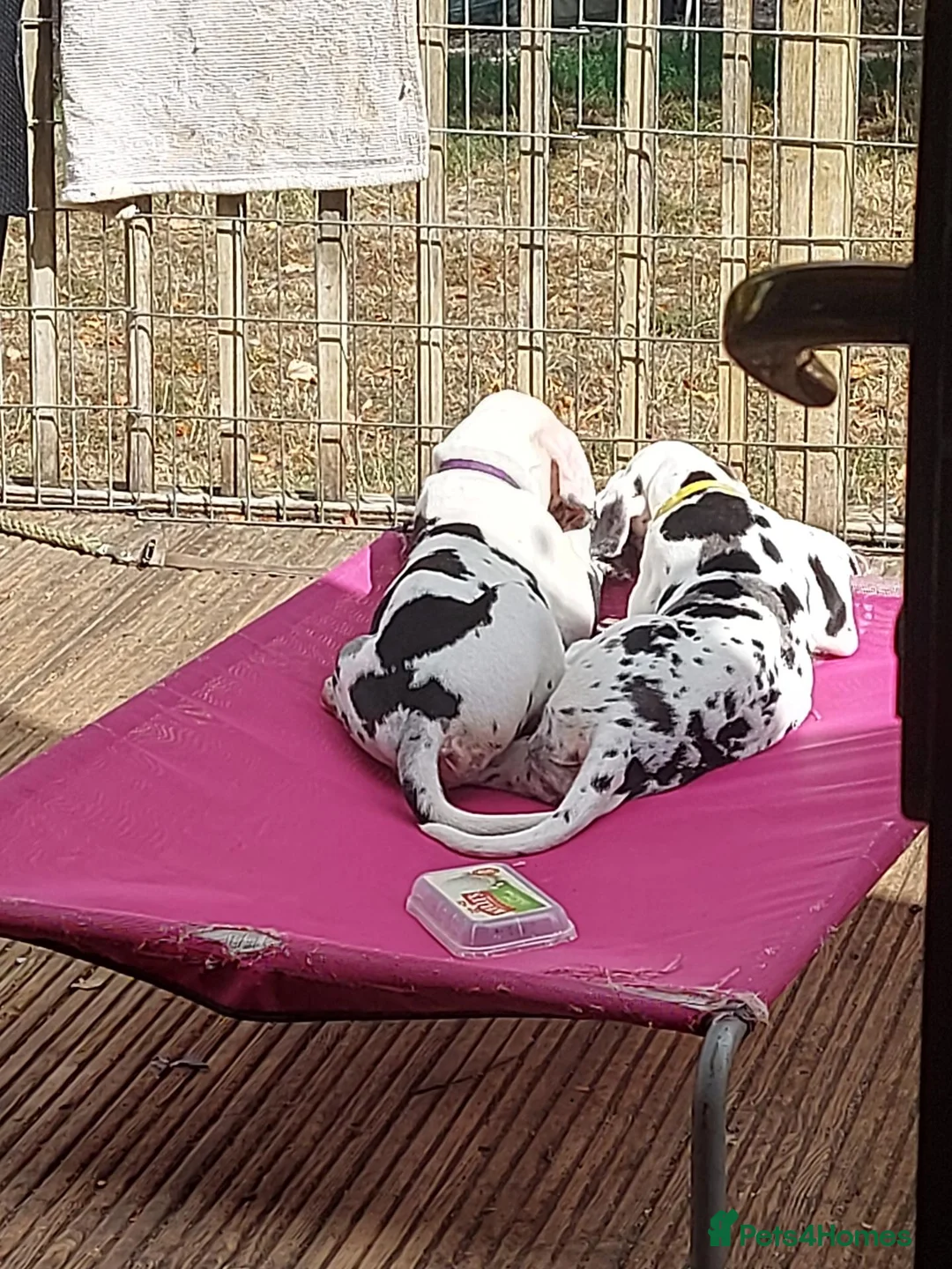 Great Dane dogs for sale: Merle puppy bitch - Advert 2