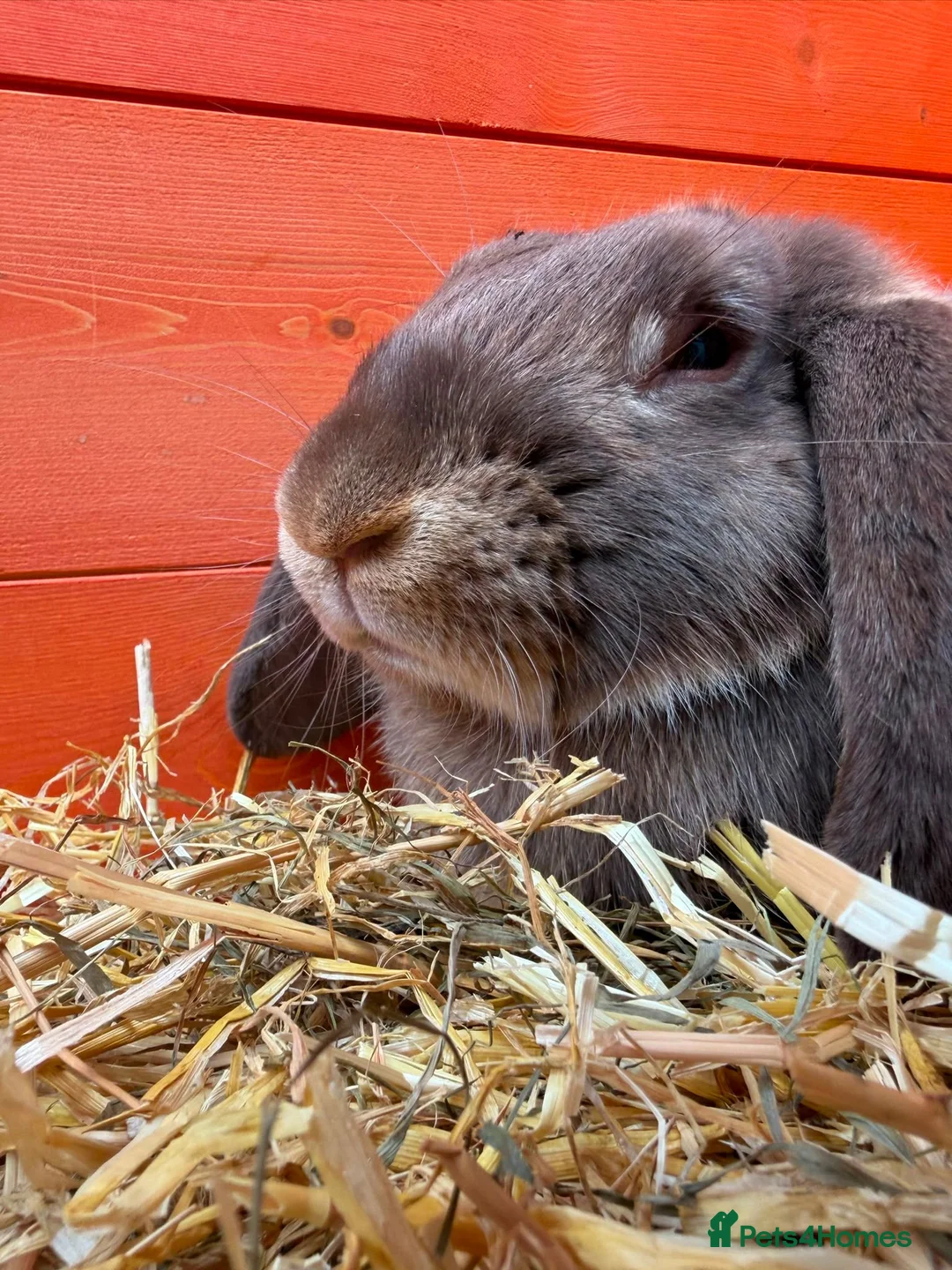English Lop rabbits for sale: 2 male rabbits in Eastleigh - Advert 2