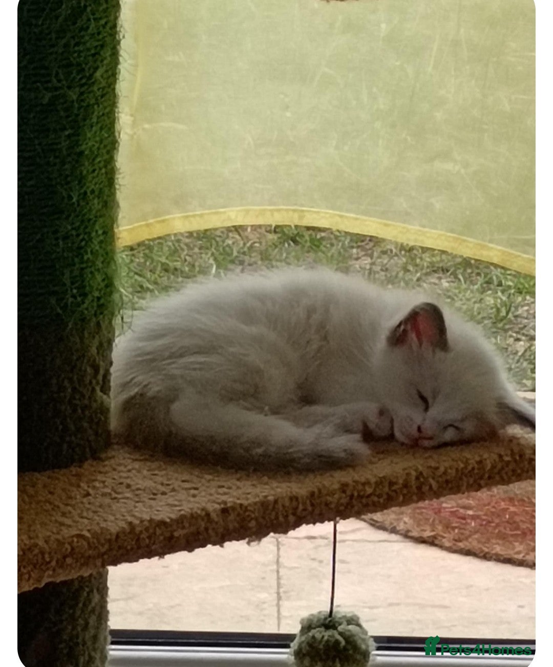 Ragdoll cats for sale: Ragdoll 2 girl🐈 and 3 boy🐈‍⬛. - Image 10