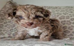 Toy Poodle dogs for sale: Mikipoos  - Image 6