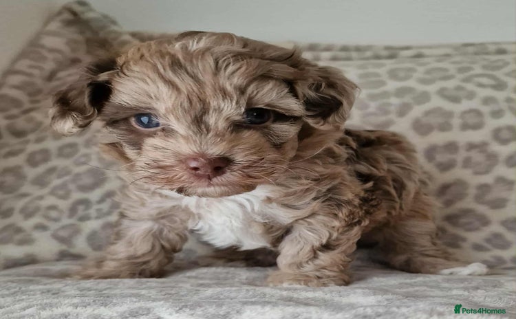 Toy Poodle dogs - Advert 12