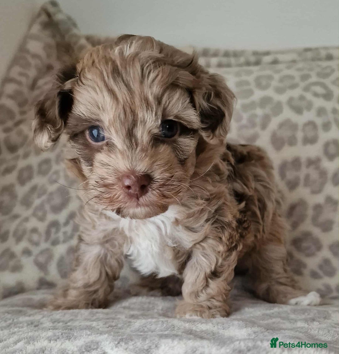 Toy Poodle dogs for sale: Mikipoos  - Image 6