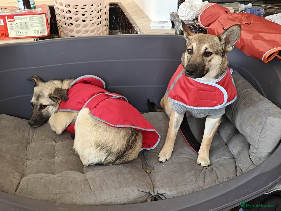 Mixed Breed dogs for adoption: ❤️TILLY -gentle, and affectionate pup❤️ - Advert 16