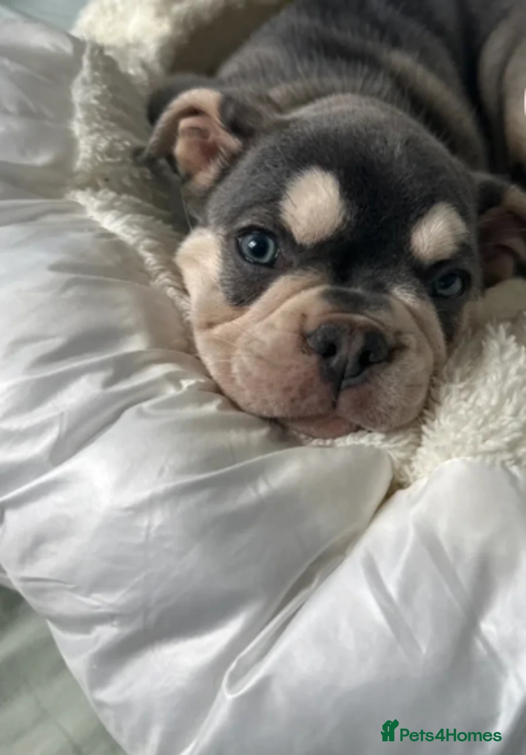French Bulldog dogs for sale: Stunning French Bulldog EA.Husky 🧬 in Ilford - Advert 8