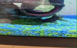 Fancy Goldfish fish for sale: FREE 6 orandas 2 moor goldfish  - Image 3