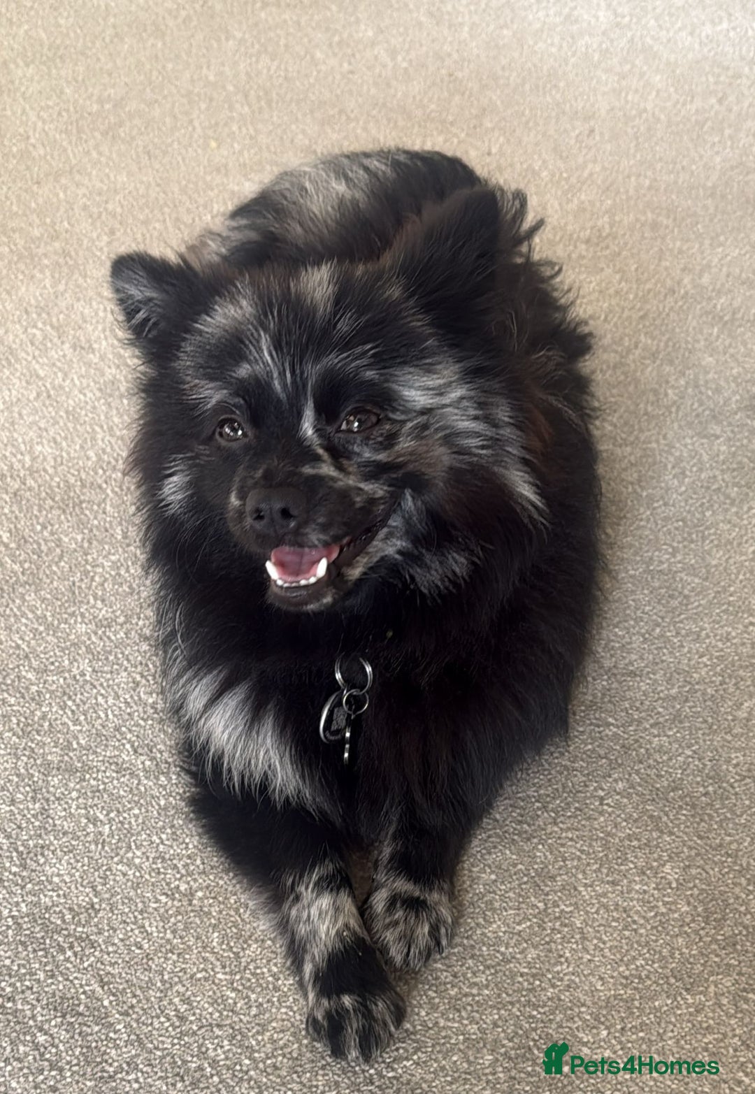 Pomeranian dogs for stud: Very rare merle pomeranian for stud duties - Image 10