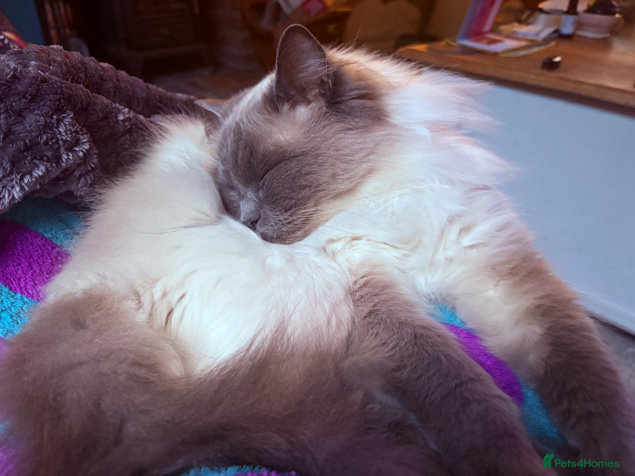 Ragdoll cats for sale: Beautiful natured pure Ragdoll  in Nottingham - Advert 1
