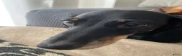 Dachshund dogs for sale: Black and Tan Dachshund Boy  in Felixstowe - Advert 1