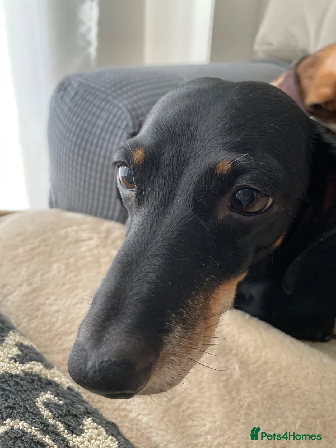 Dachshund dogs for sale: Black and Tan Dachshund Boy  in Felixstowe - Advert 1