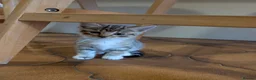 Maine Coon cats for sale: Ragdoll and Mane Clone mix parent  in Perth - Advert 28