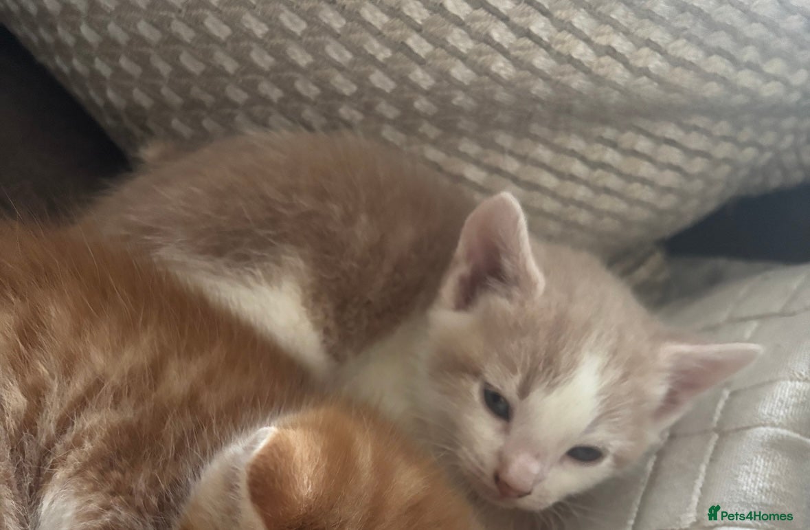 Turkish Angora cats ❤️ The most loving boy  - Advert 1