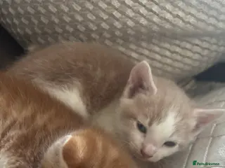 Turkish Angora cats ❤️ The most loving boy - Advert 1